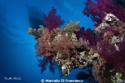 "Under the Bridge" soft coral shoted wiht Eos450d + tokin... by Marcello Di Francesco 